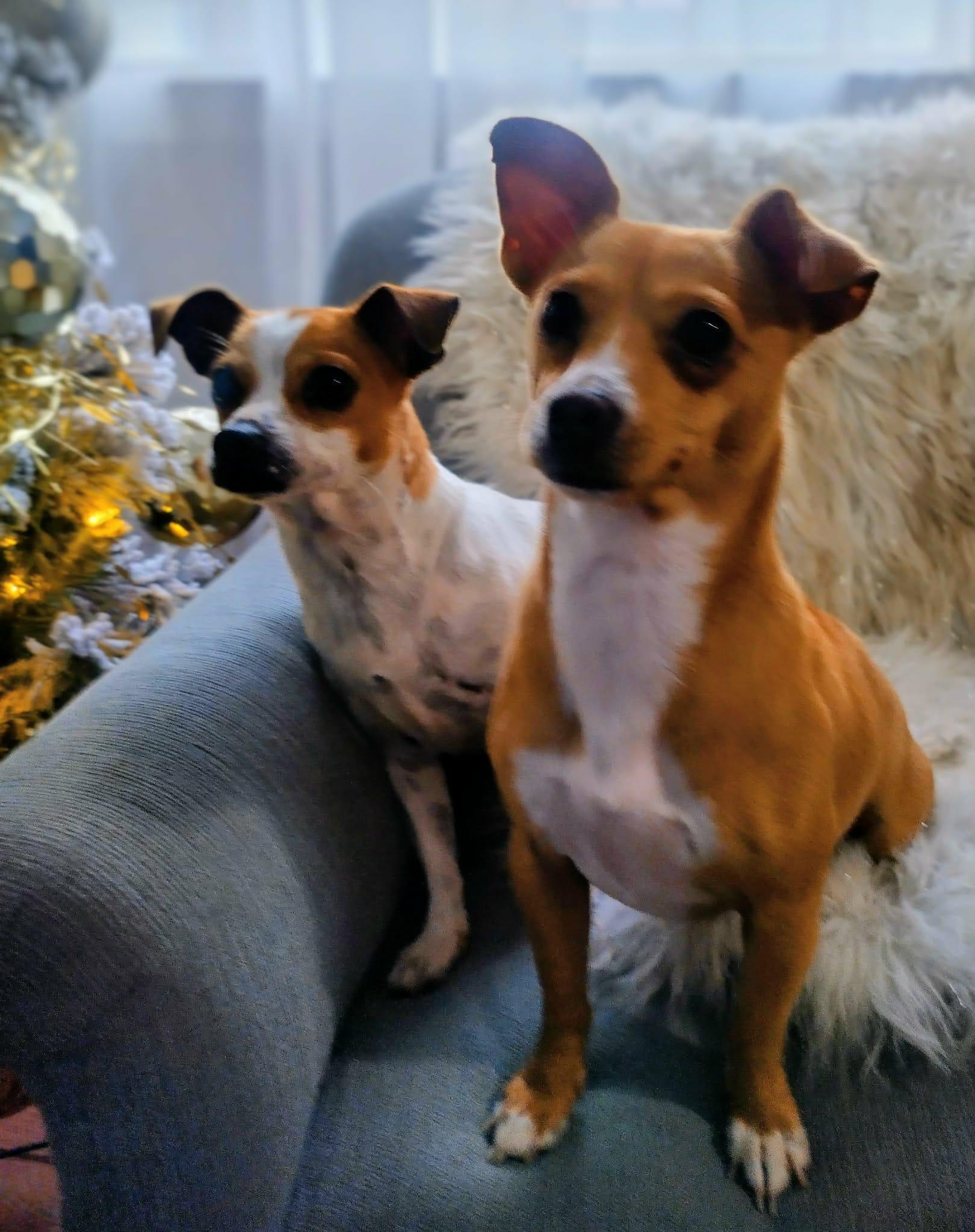 Enlarge Milan & Paris Bonded available at Charlie's Little Doghouse, an adopted mixed breed in PORTLAND, OR image 2/4