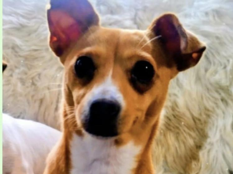 Enlarge Milan & Paris Bonded available at Charlie's Little Doghouse, an adopted mixed breed in PORTLAND, OR image 3/4