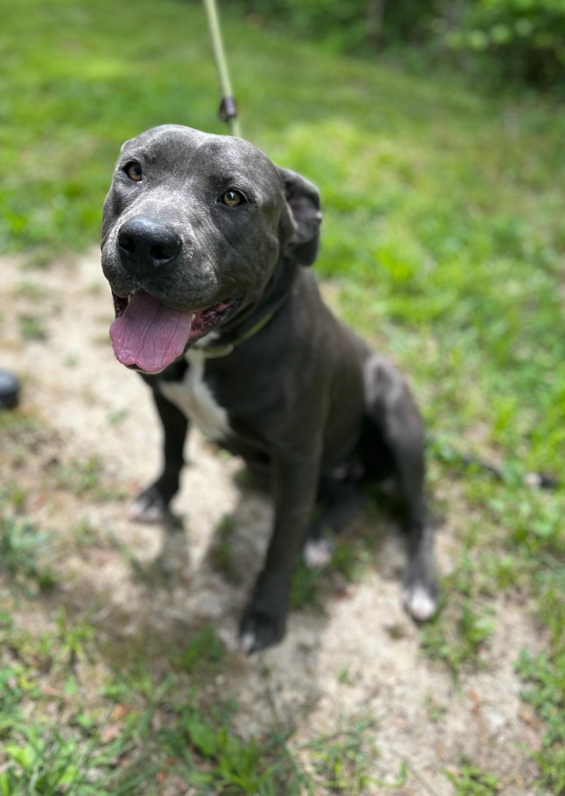 Arugula, a ADOPTABLE Mixed Breed in Manchester, TN image 2/3