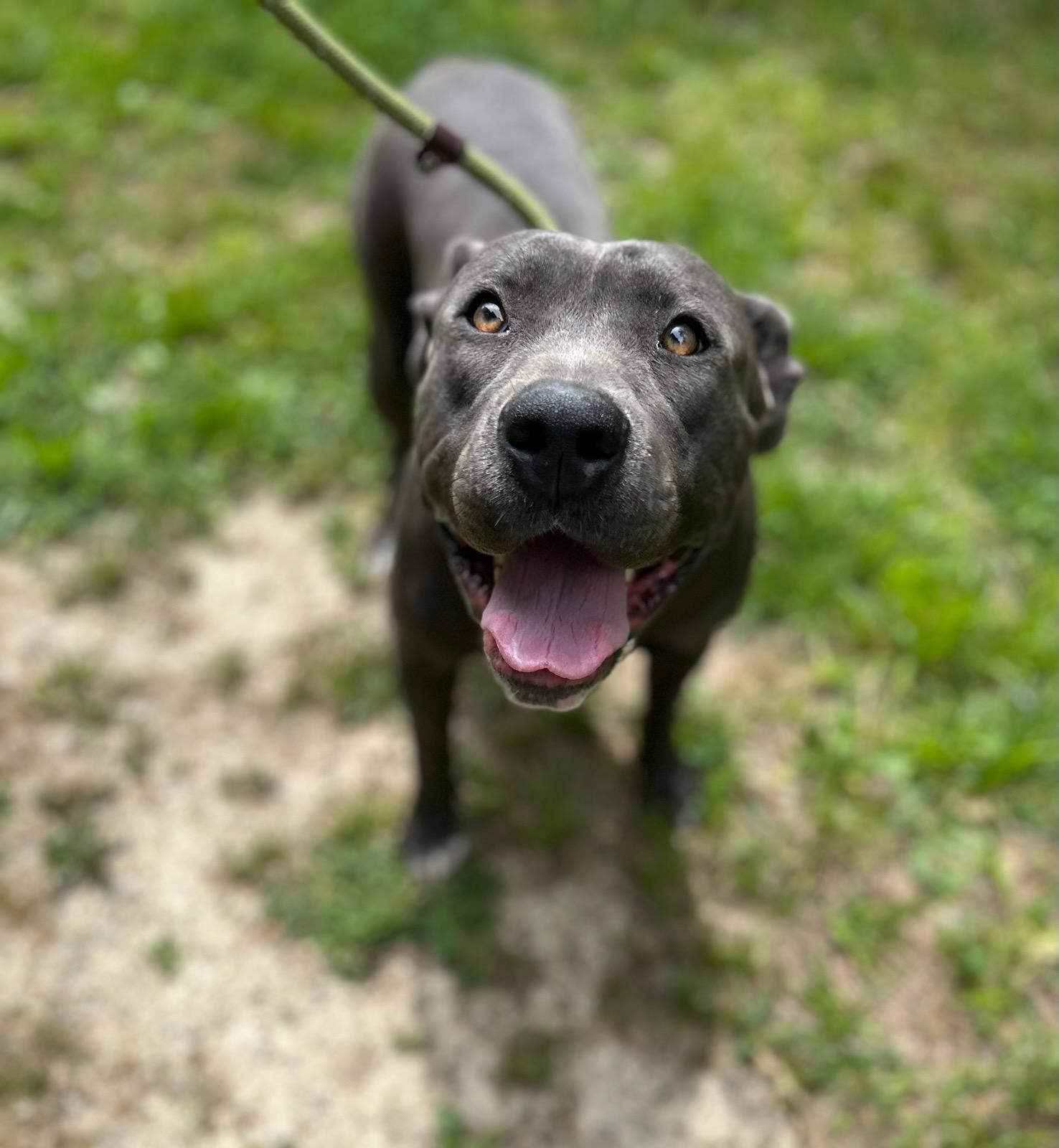 Arugula, a ADOPTABLE Mixed Breed in Manchester, TN image 3/3