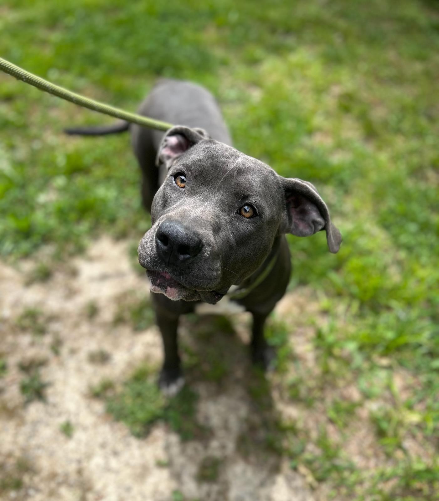 Arugula, ADOPTABLE, Young Female Mixed Breed.