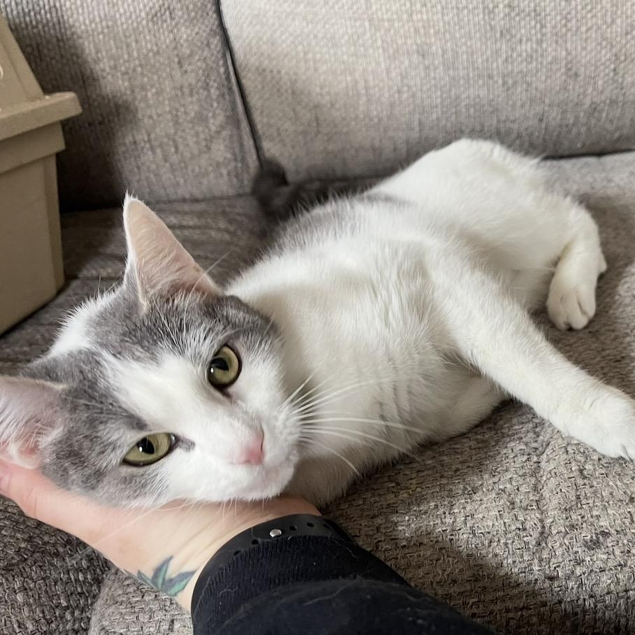 Enlarge Dolly, a ADOPTABLE mixed breed in Scranton, PA image 3/4