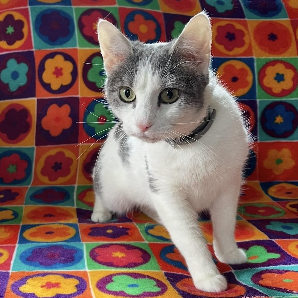 Dolly, ADOPTABLE, Kitten Female Domestic Short Hair.