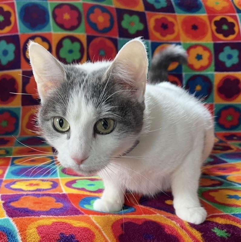 Enlarge Dolly, a ADOPTABLE mixed breed in Scranton, PA image 4/4