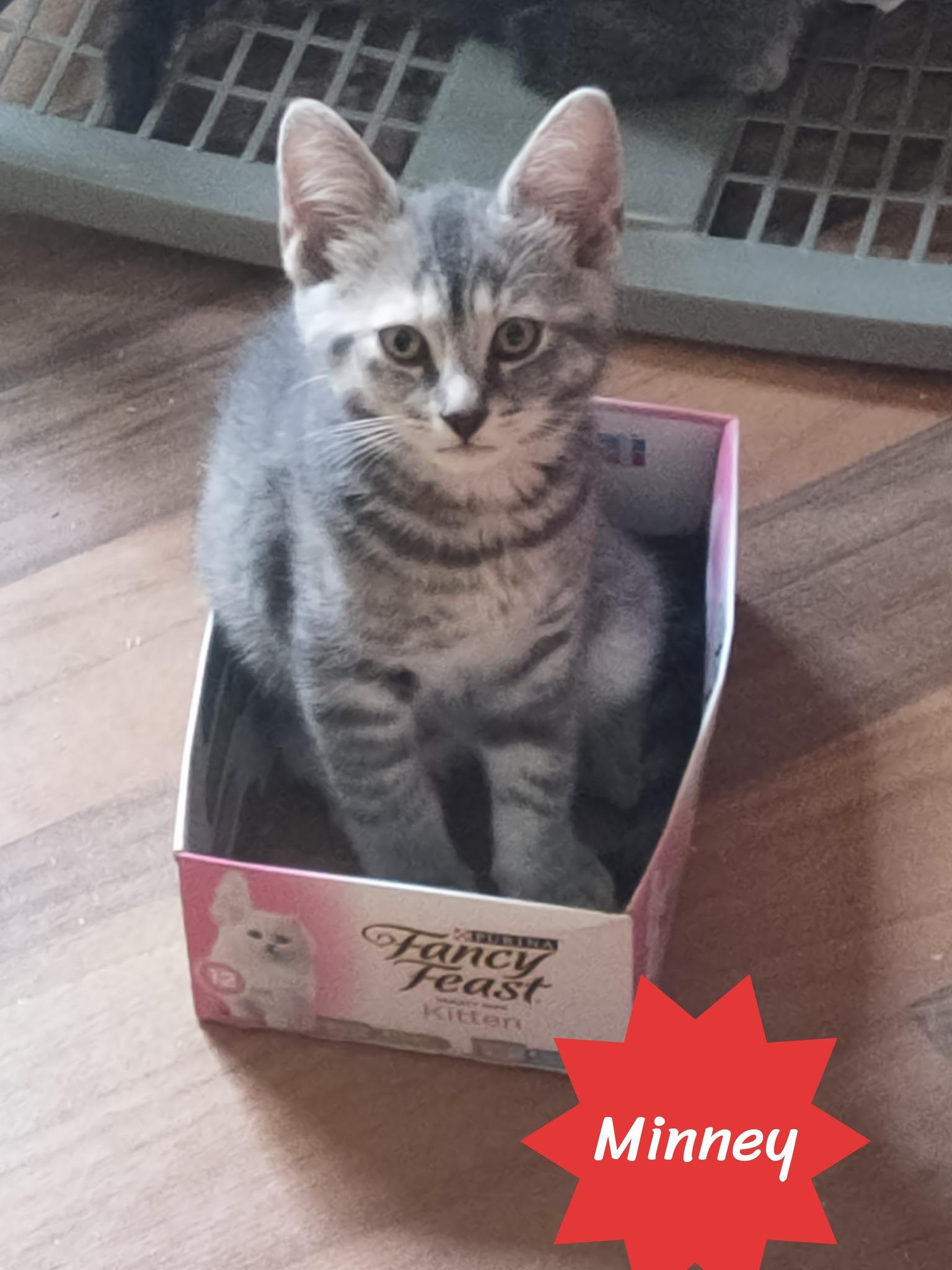 Minnie, Adoptable, Young Female Domestic Short Hair.