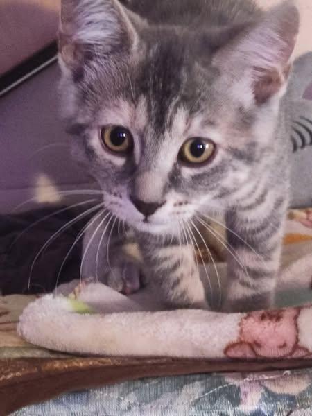 Enlarge Minnie, a Adoptable Domestic Short Hair in Spencerville, ON image 2/3