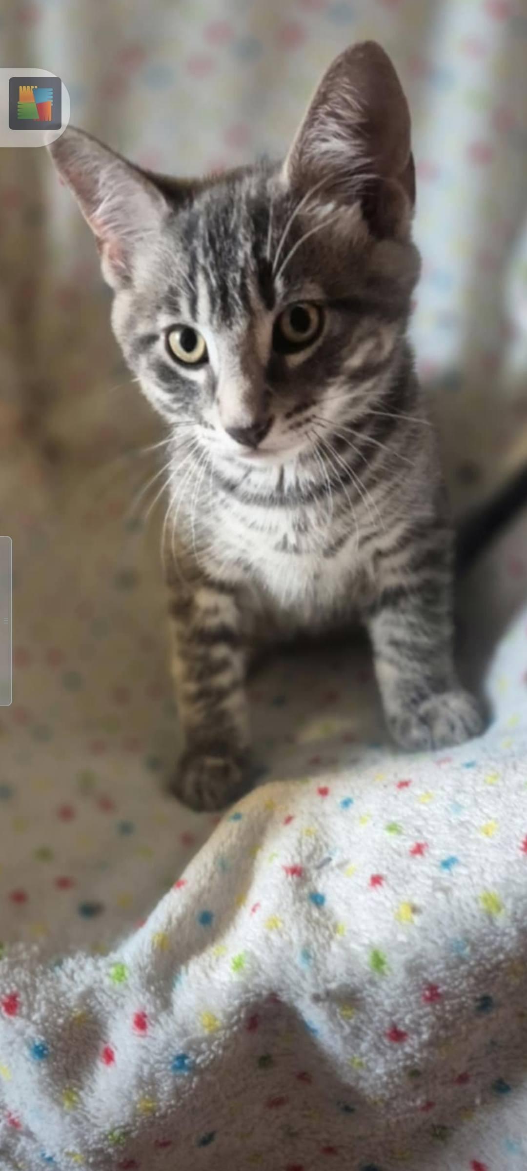 Enlarge Minnie, a Adoptable Domestic Short Hair in Spencerville, ON image 3/3