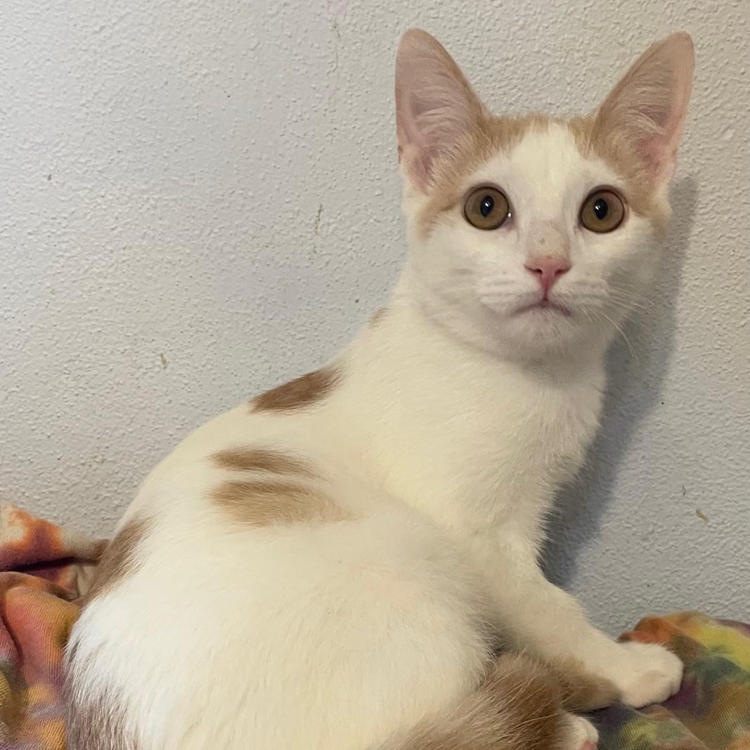 Enlarge Andy, a Adoptable Domestic Short Hair in Menasha, WI image 2/6