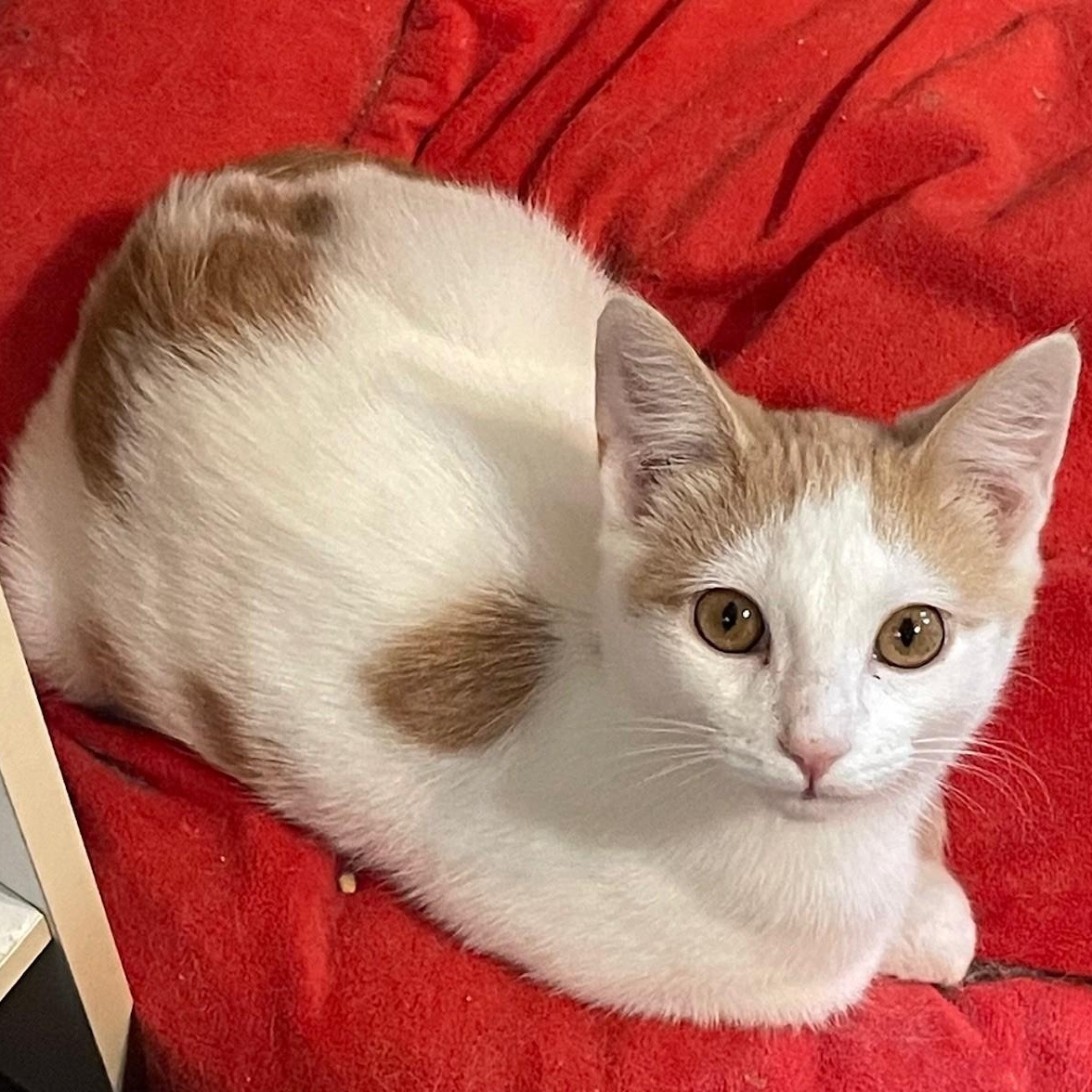 Enlarge Andy, a Adoptable Domestic Short Hair in Menasha, WI image 4/6