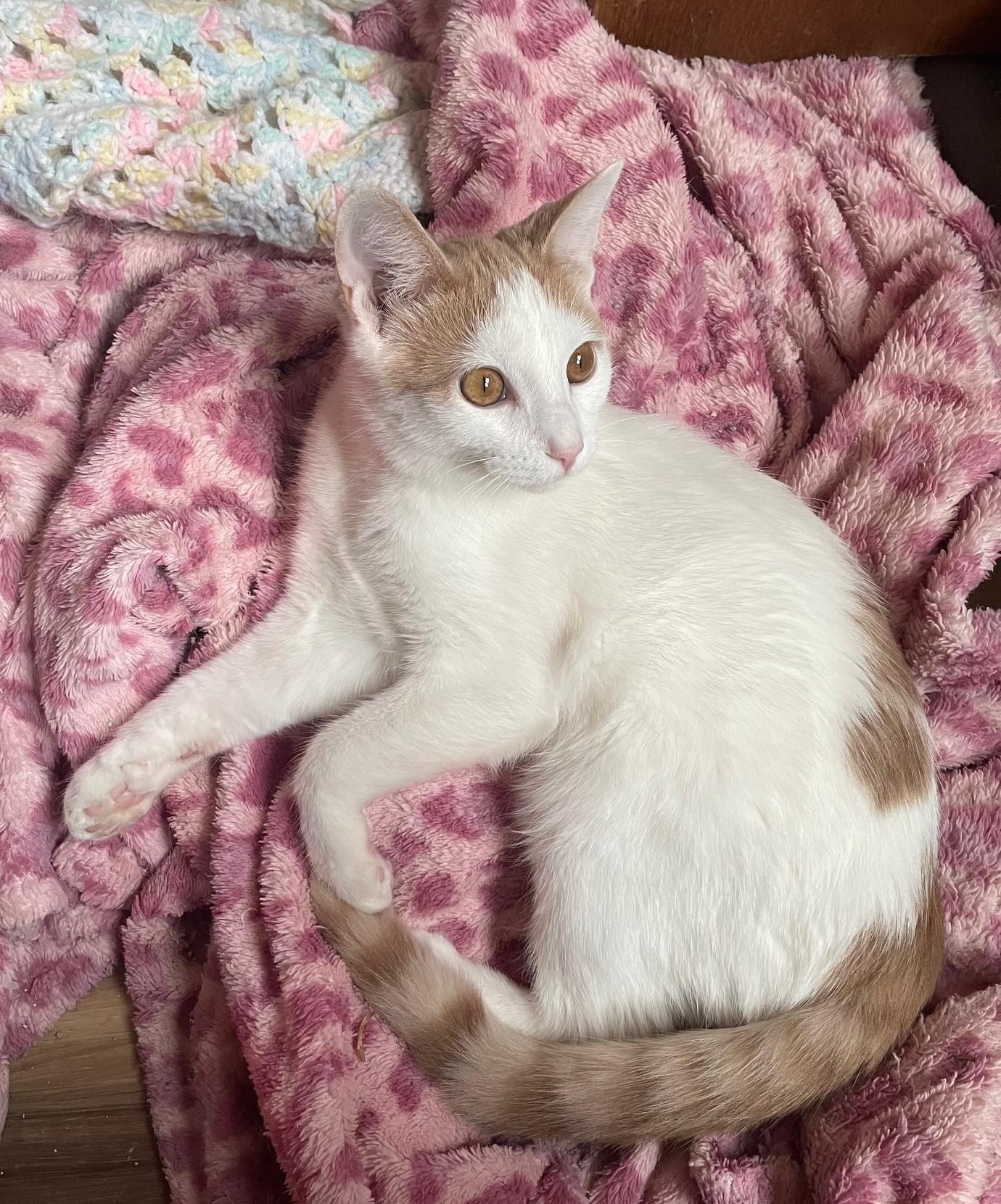 Enlarge Andy, a Adoptable Domestic Short Hair in Menasha, WI image 5/6