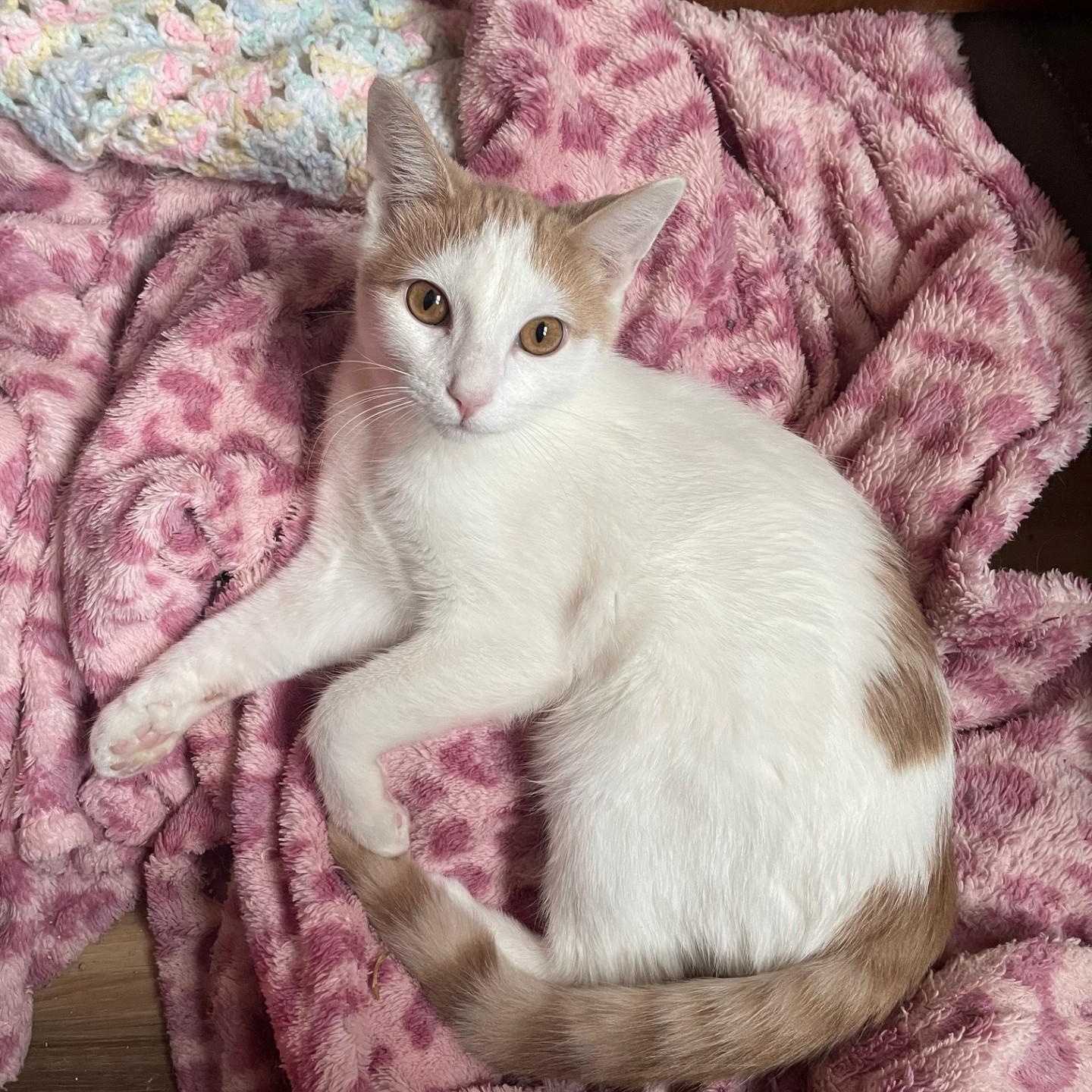 Enlarge Andy, a Adoptable Domestic Short Hair in Menasha, WI image 1/6