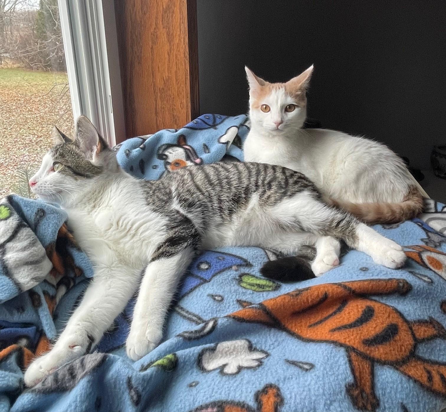 Enlarge Andy, a Adoptable Domestic Short Hair in Menasha, WI image 6/6