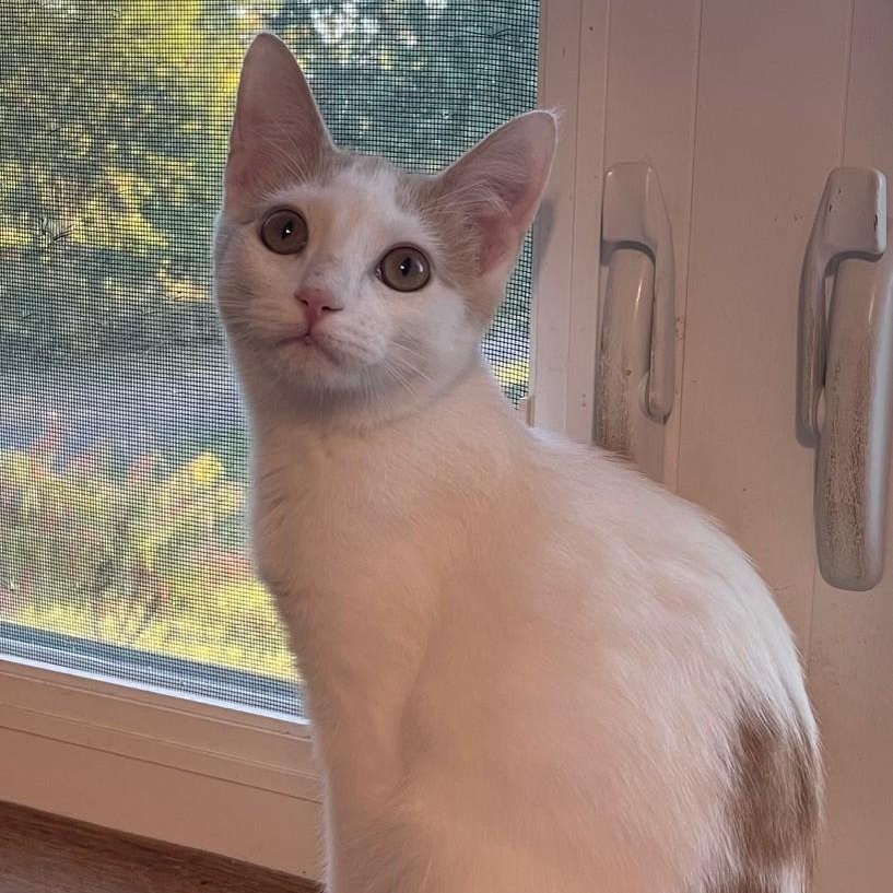 Enlarge Andy, a Adoptable Domestic Short Hair in Menasha, WI image 3/6