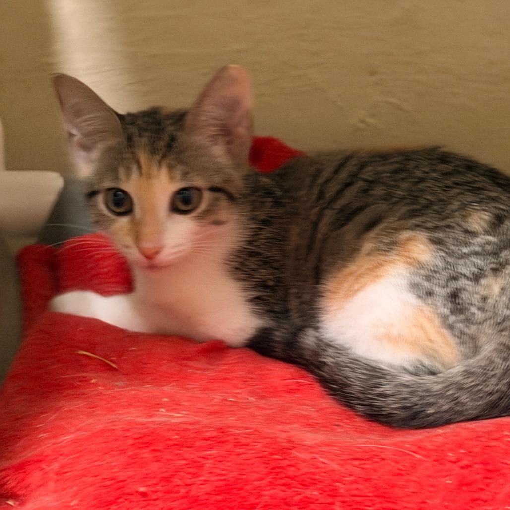 Oakley, Adoptable, Kitten Female Domestic Short Hair.