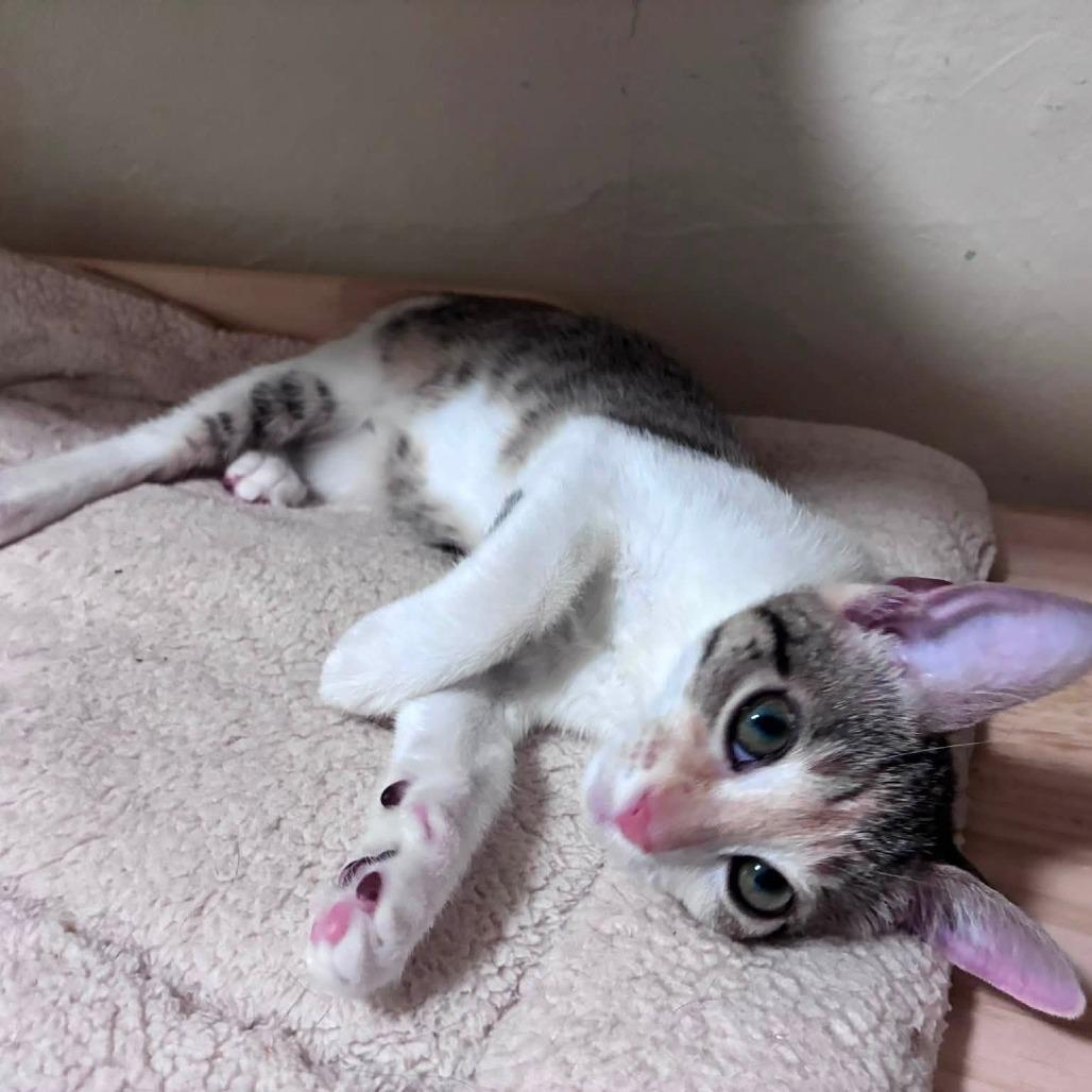 Enlarge Oakley, a Adoptable Domestic Short Hair in Richland, MI image 2/3