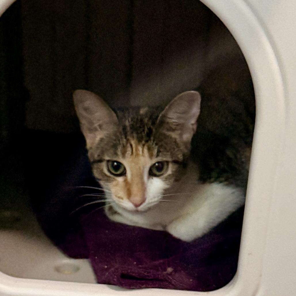 Enlarge Oakley, a Adoptable Domestic Short Hair in Richland, MI image 3/4