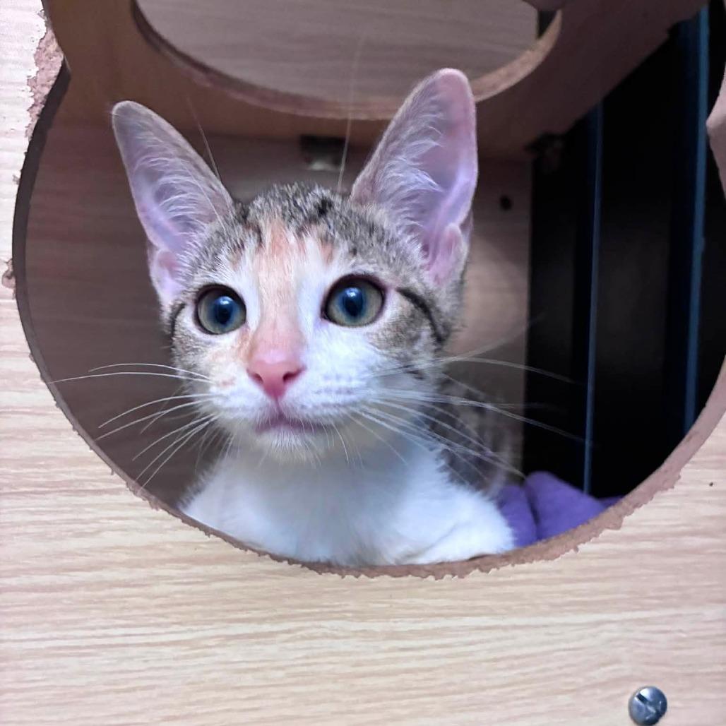 Enlarge Oakley, a Adoptable Domestic Short Hair in Richland, MI image 3/3