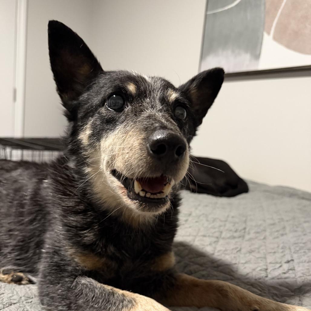 Pepper, Adoptable, Senior Female Australian Cattle Dog / Blue Heeler.