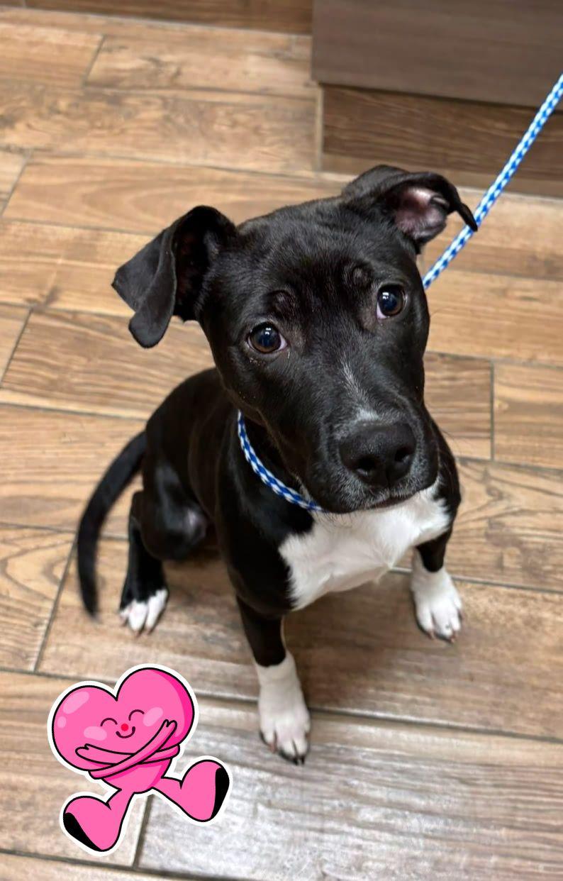 Mo, ADOPTABLE, Young Female Terrier.