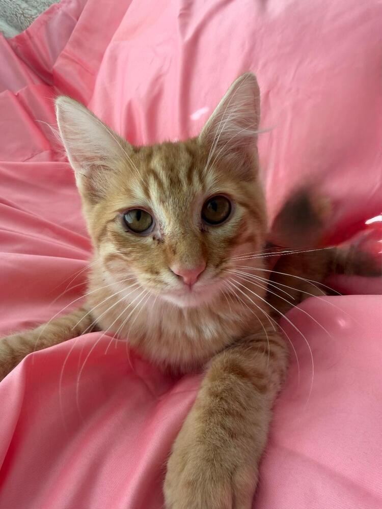 Cupid, Adoptable, Kitten Male Domestic Short Hair.