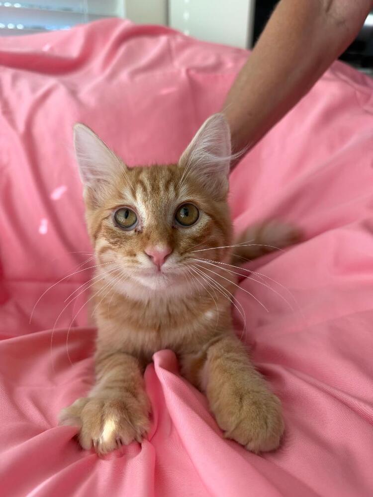 Enlarge Cupid, a Adoptable Domestic Short Hair in Oceanside, CA image 2/6