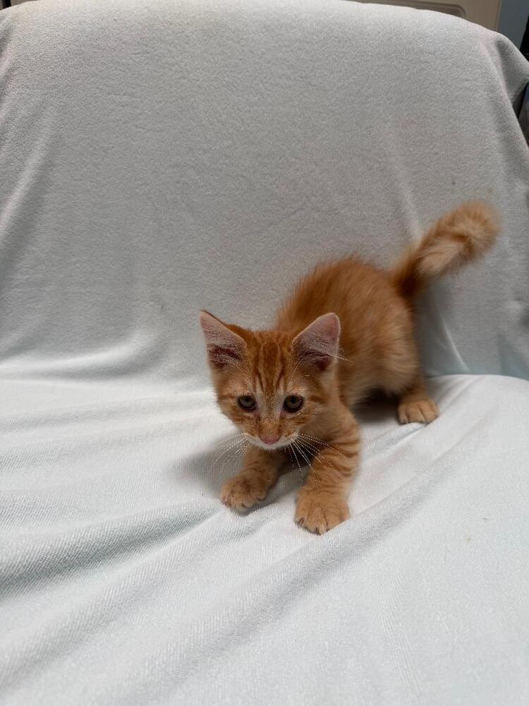 Enlarge Cupid, a Adoptable Domestic Short Hair in Oceanside, CA image 3/6