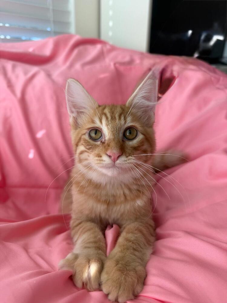 Enlarge Cupid, a Adoptable Domestic Short Hair in Oceanside, CA image 4/6