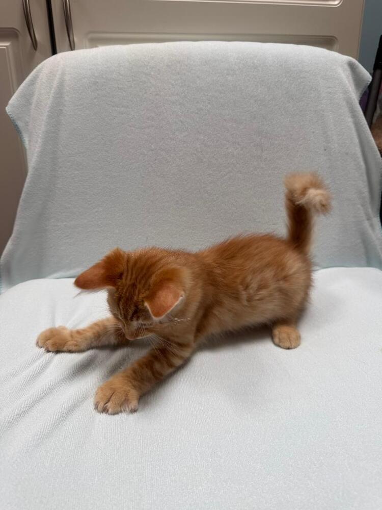 Enlarge Cupid, a Adoptable Domestic Short Hair in Oceanside, CA image 5/6