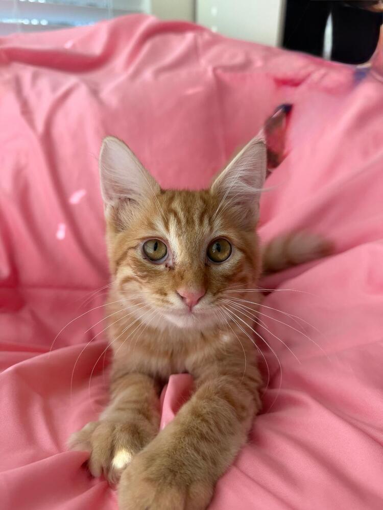 Enlarge Cupid, a Adoptable Domestic Short Hair in Oceanside, CA image 6/6