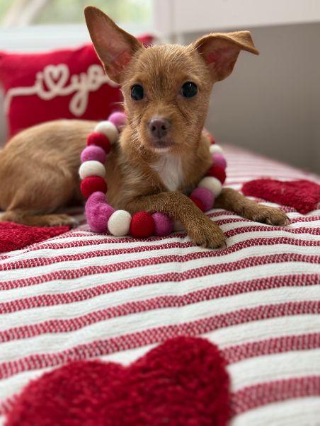 Enlarge Luna, an adopted mixed breed in Carlisle, PA image 3/6