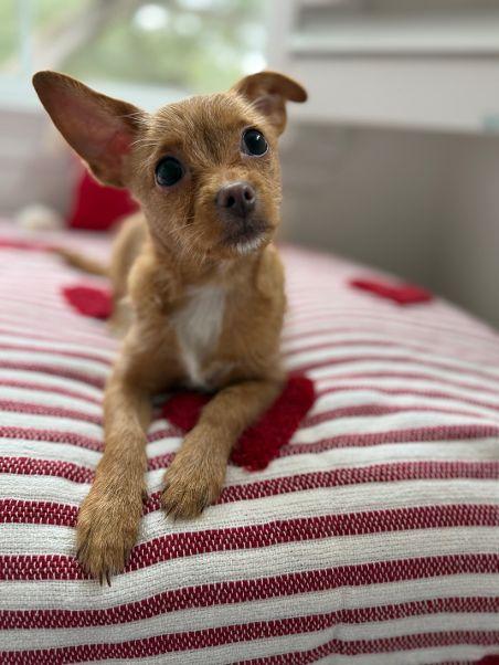 Enlarge Luna, an adopted mixed breed in Carlisle, PA image 6/6