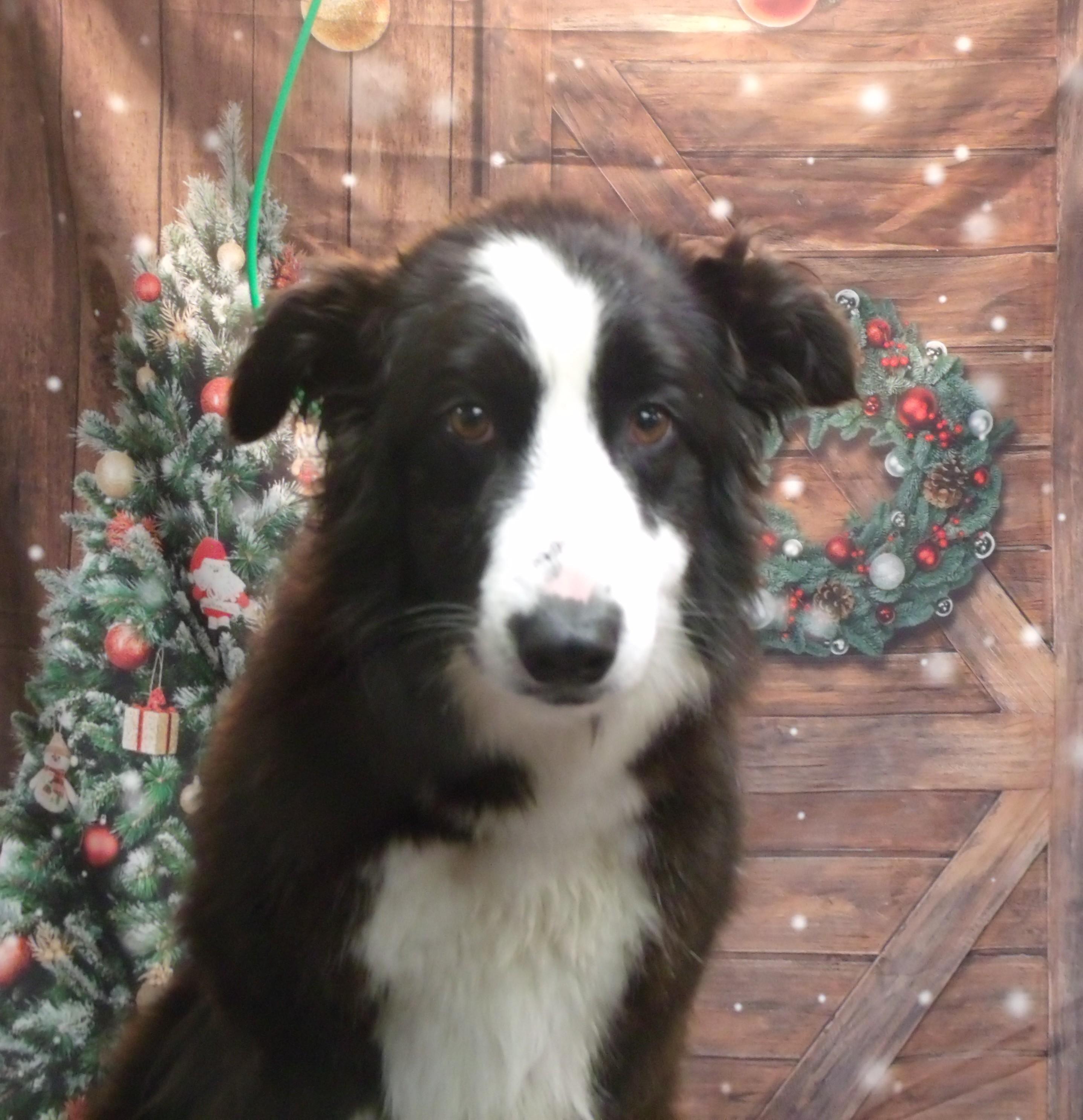 Reagan B, adopted, Adult Female Border Collie.