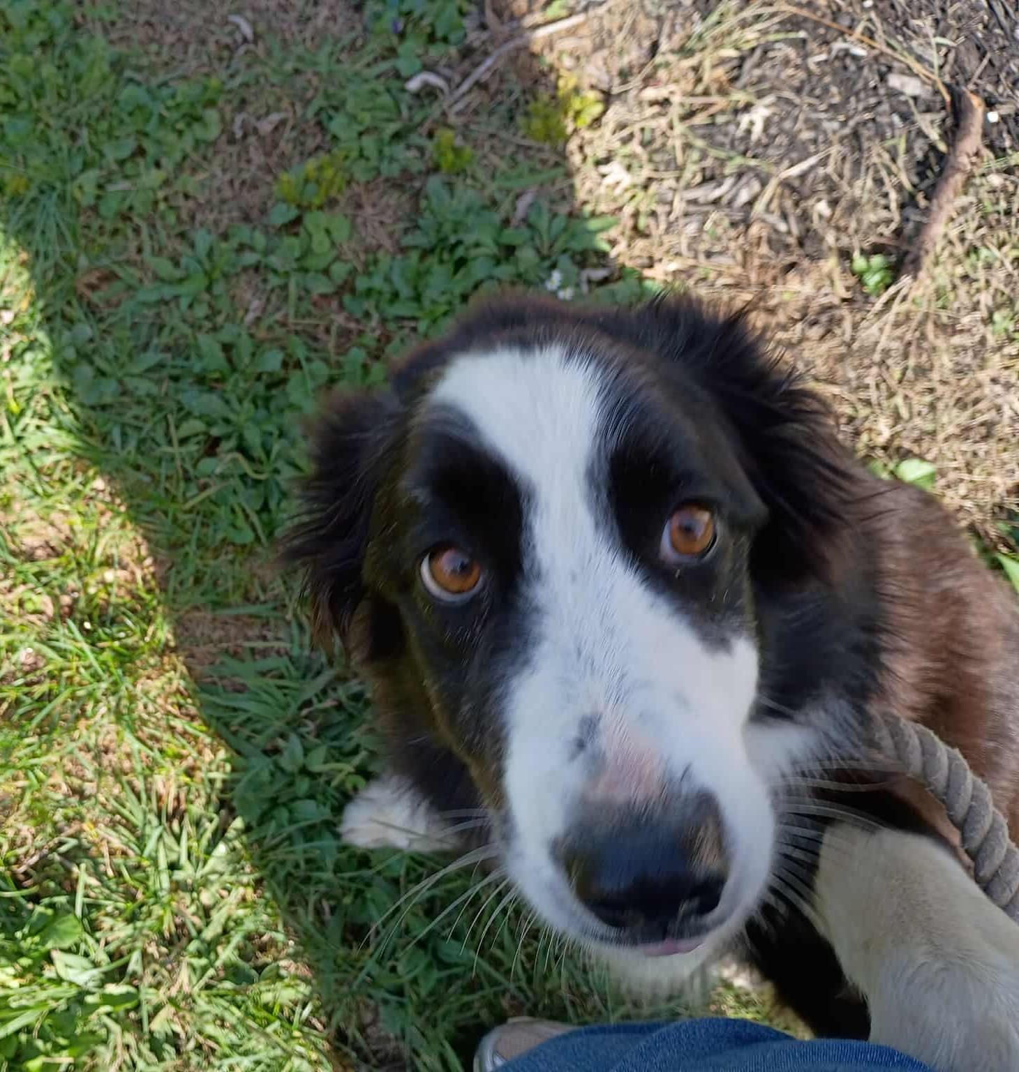 Enlarge Reagan B, an adopted mixed breed in Somerset, KY image 2/2