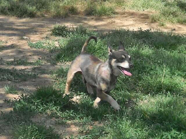 Dino, Adoptable, Adult Male Chihuahua.