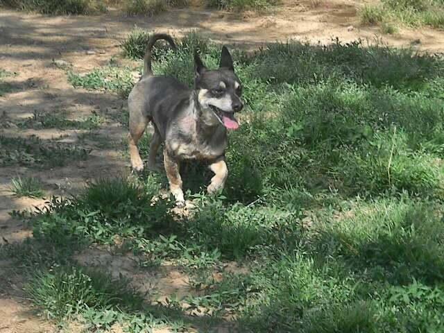 Enlarge Dino, a Adoptable mixed breed in McMinnville, TN image 2/2