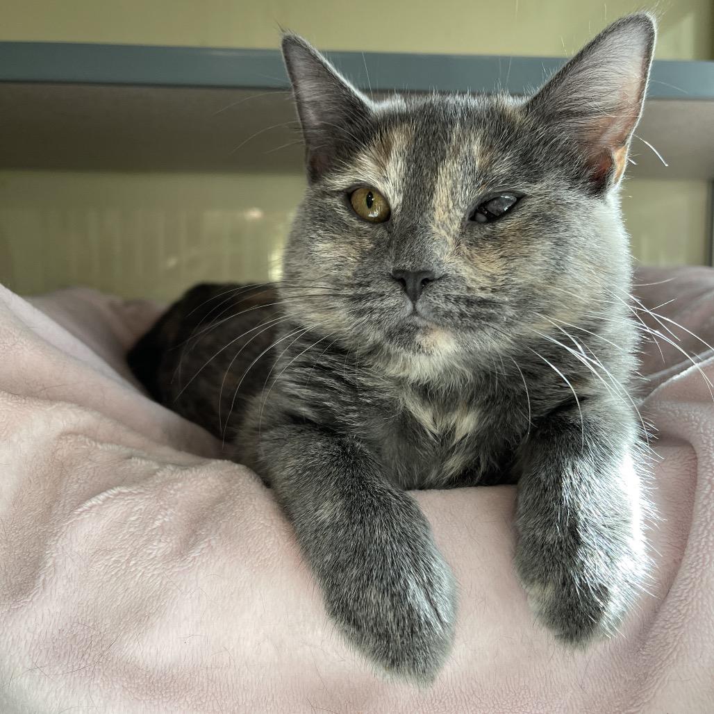 Enlarge Suki, a Adoptable Domestic Short Hair in Walden, NY image 1/1