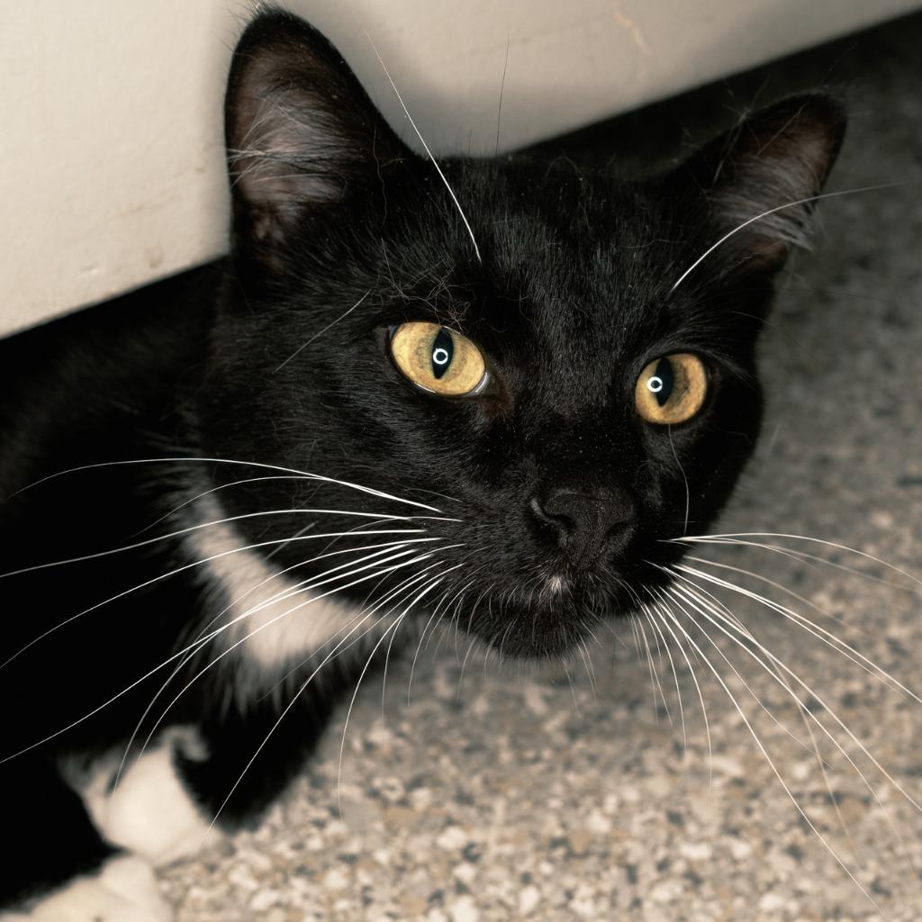 Ubik, Adoptable, Young Male Domestic Short Hair.