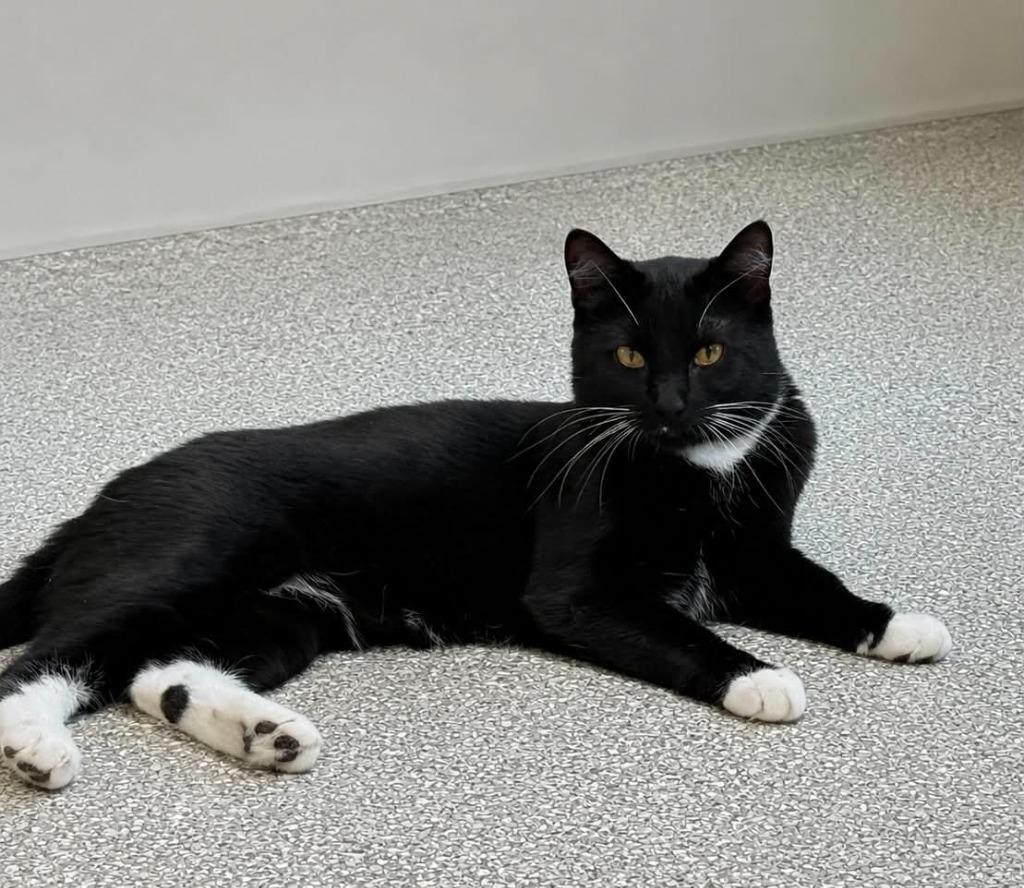 Enlarge Ubik, a Adoptable mixed breed in Viroqua, WI image 2/3