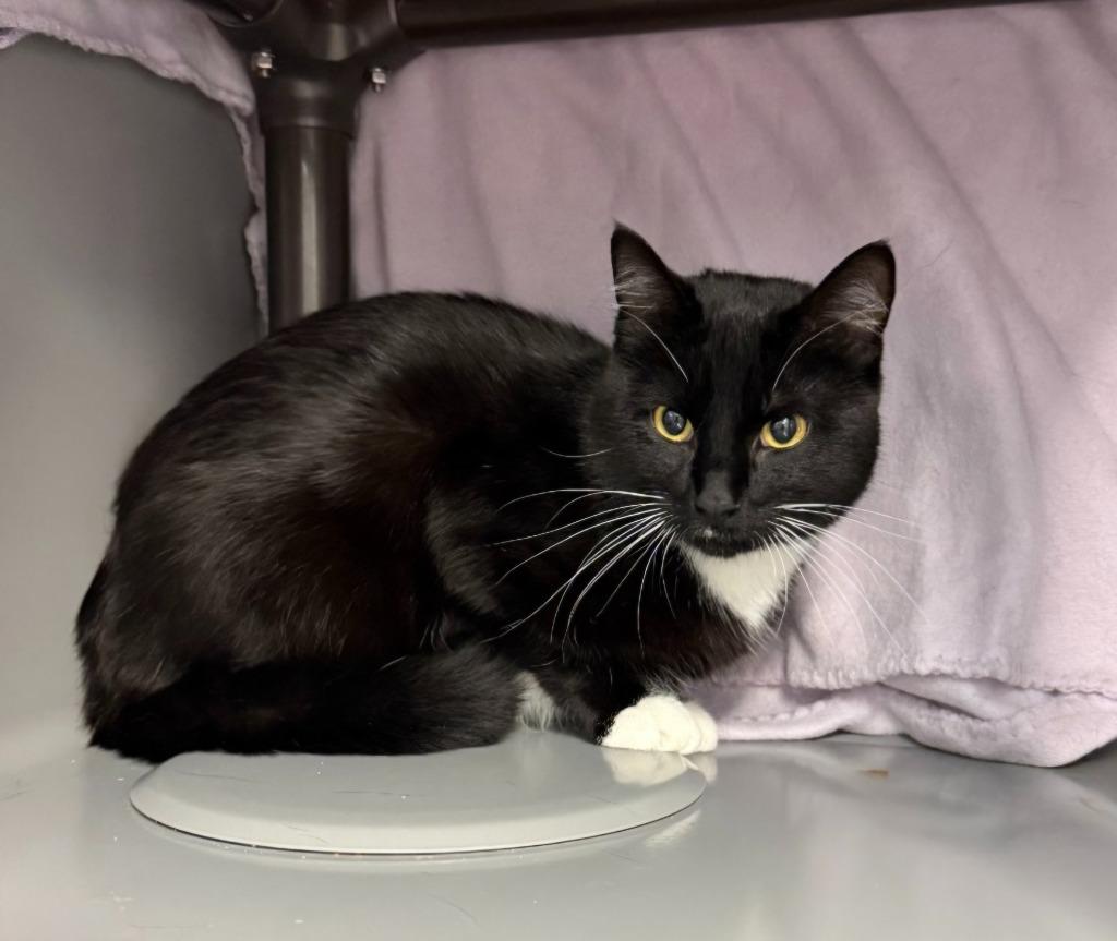 Enlarge Ubik, a Adoptable mixed breed in Viroqua, WI image 3/3