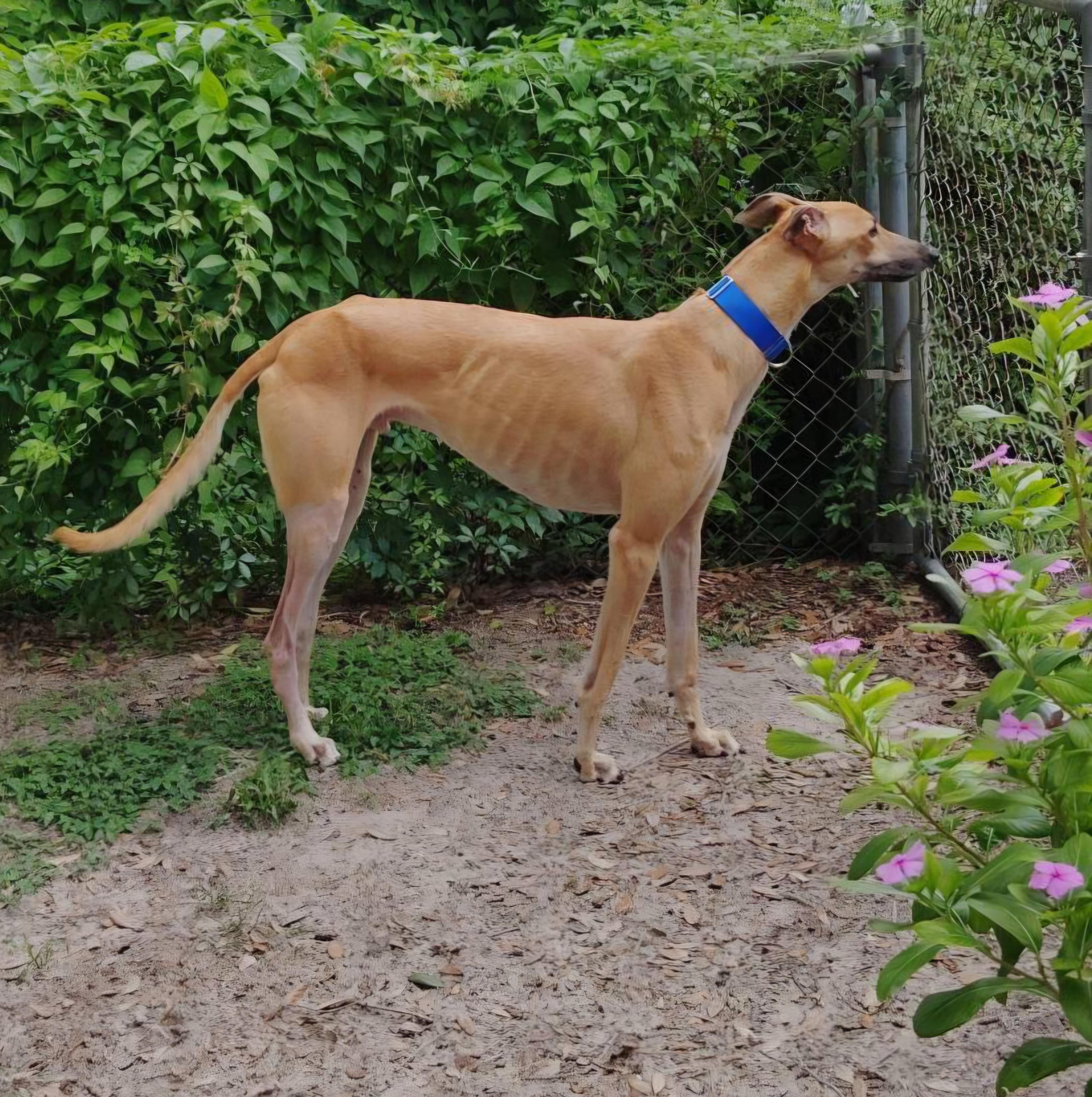 Jsp Lawless King (Maverick), a Adoptable Greyhound in Tarpon Springs, FL image 1/6