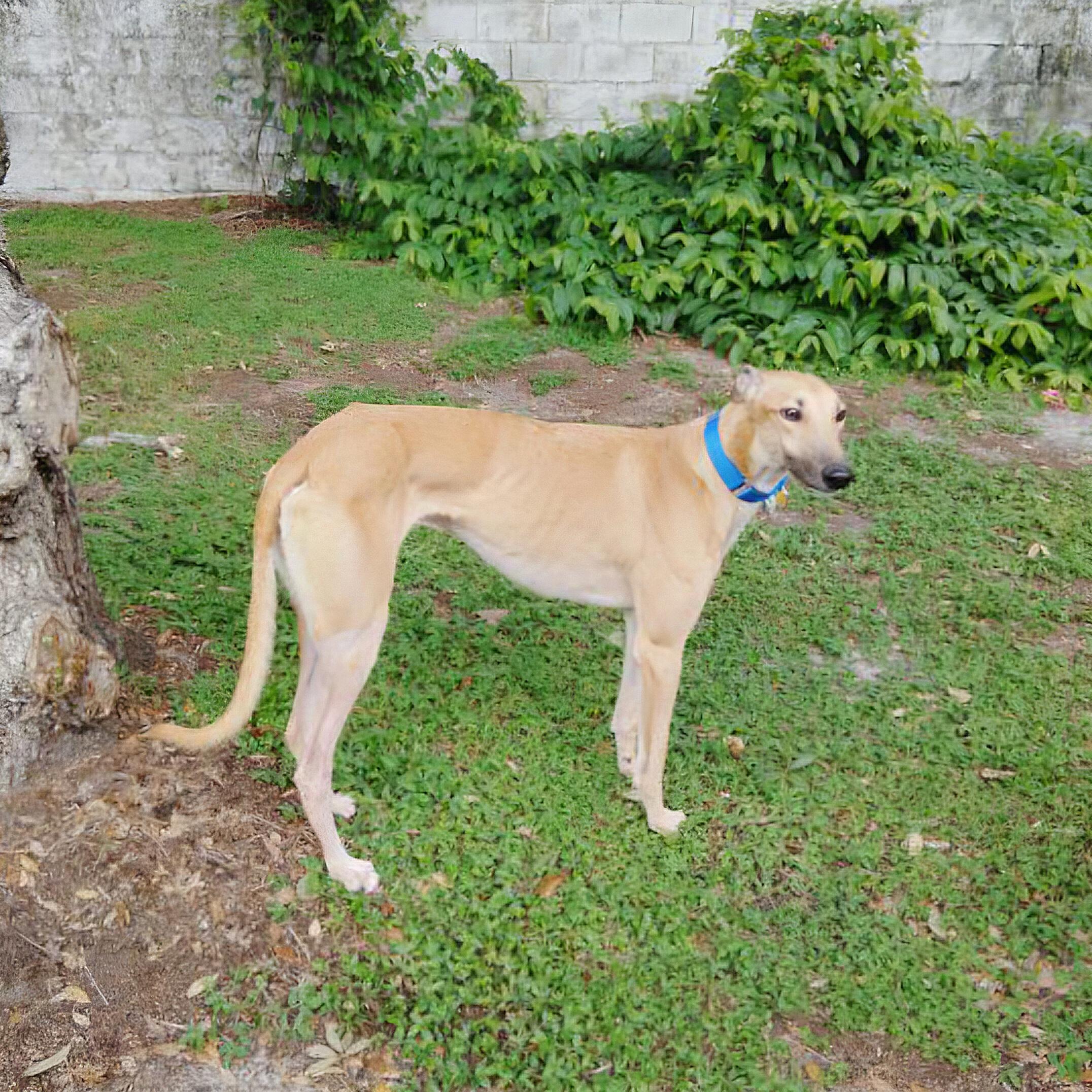 Jsp Lawless King (Maverick), a Adoptable Greyhound in Tarpon Springs, FL image 2/6