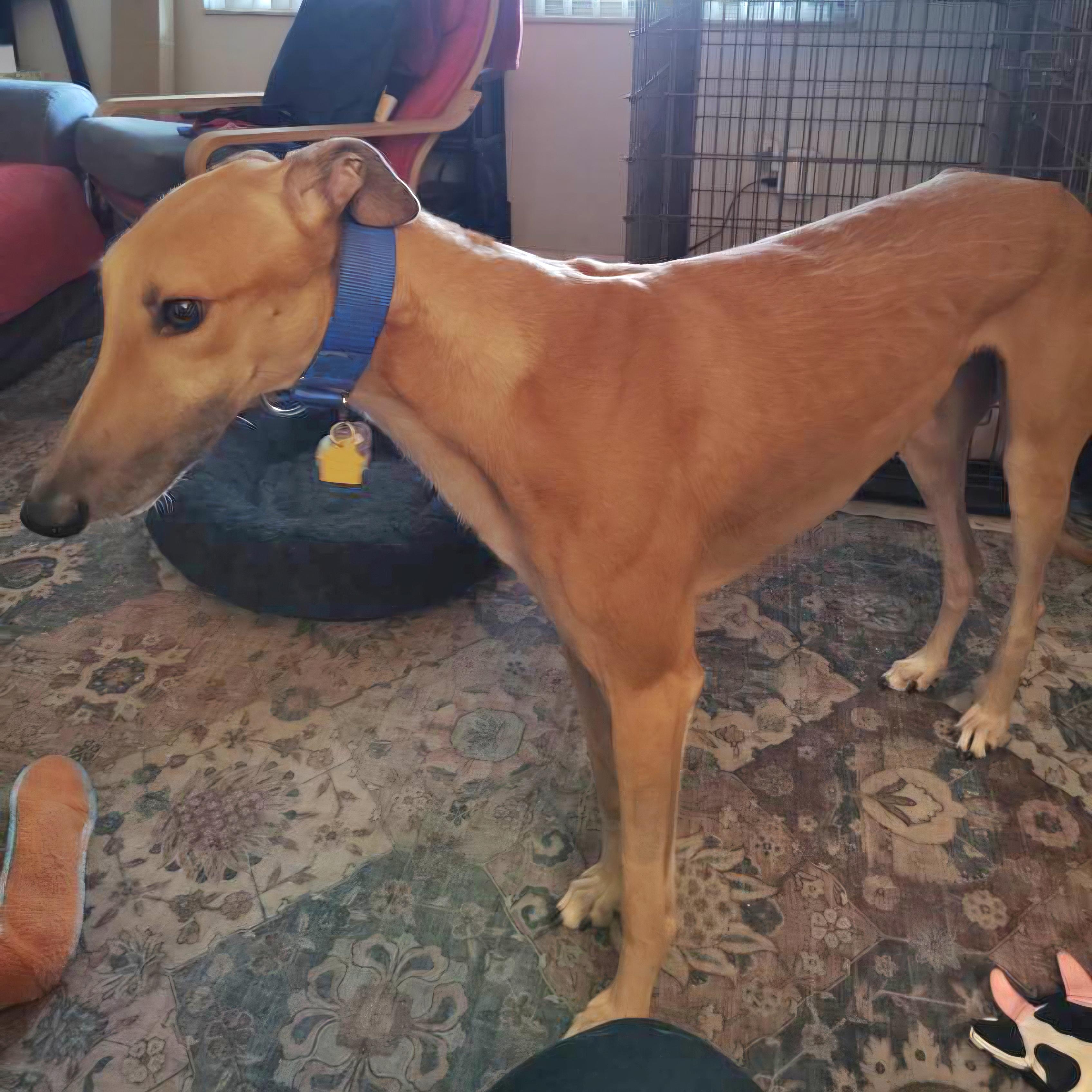 Enlarge Jsp Lawless King (Maverick), a Adoptable Greyhound in Tarpon Springs, FL image 2/6
