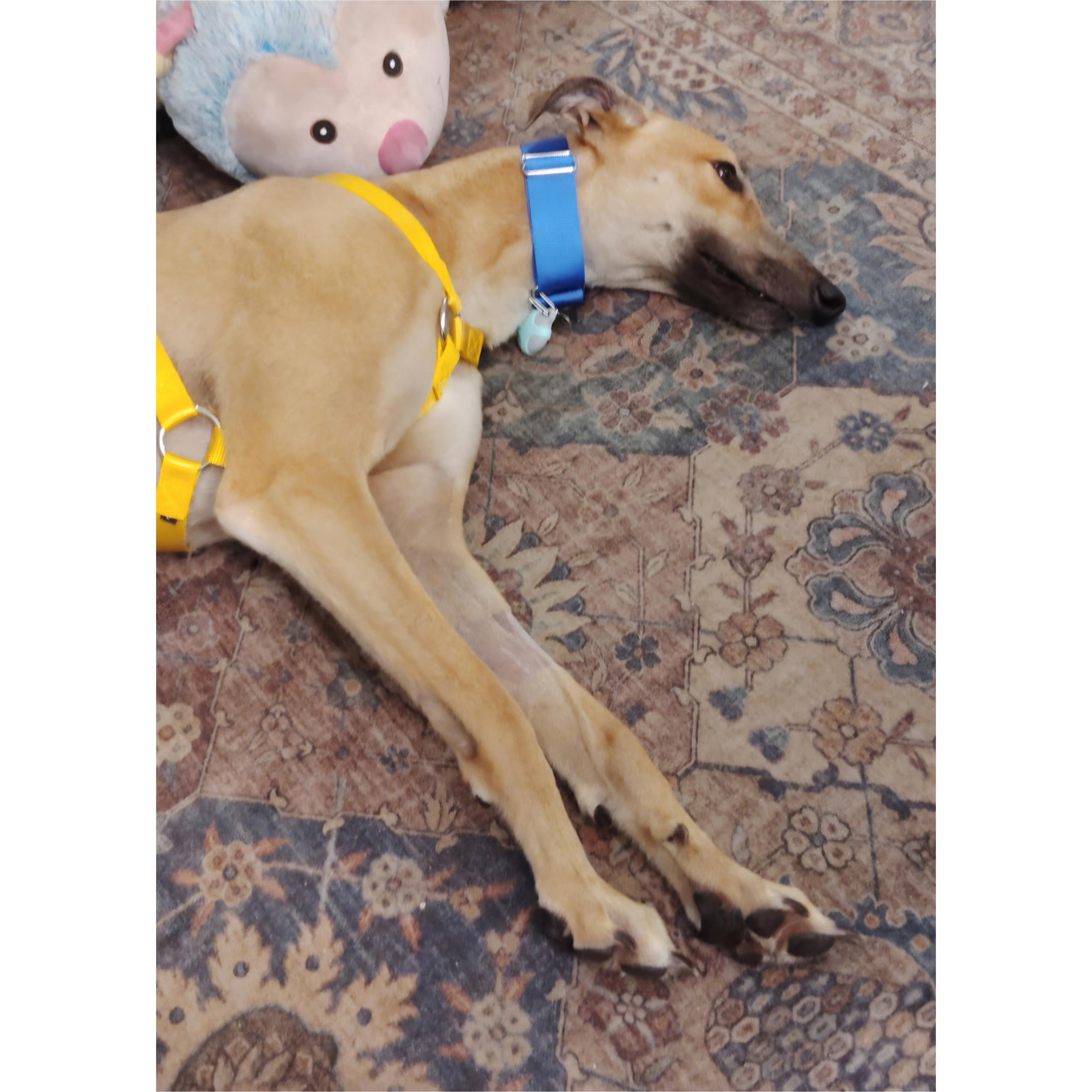 Jsp Lawless King (Maverick), a Adoptable Greyhound in Tarpon Springs, FL image 2/6