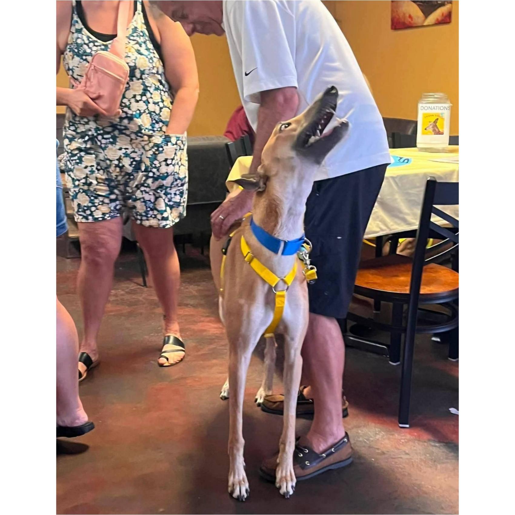 Enlarge Jsp Lawless King (Maverick), a Adoptable Greyhound in Tarpon Springs, FL image 3/6
