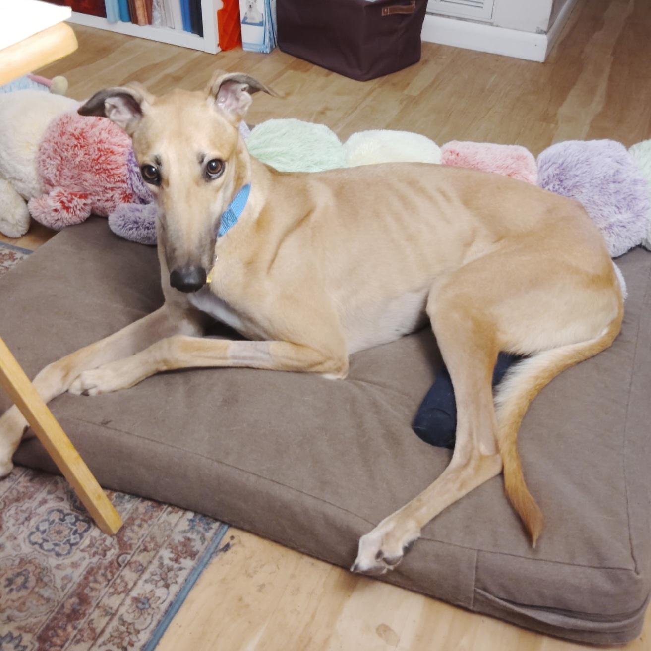 Enlarge Jsp Lawless King (Maverick), a Adoptable Greyhound in Tarpon Springs, FL image 4/6