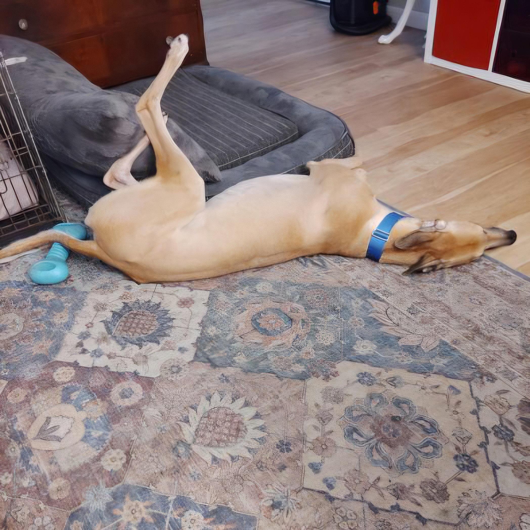 Enlarge Jsp Lawless King (Maverick), a Adoptable Greyhound in Tarpon Springs, FL image 5/6