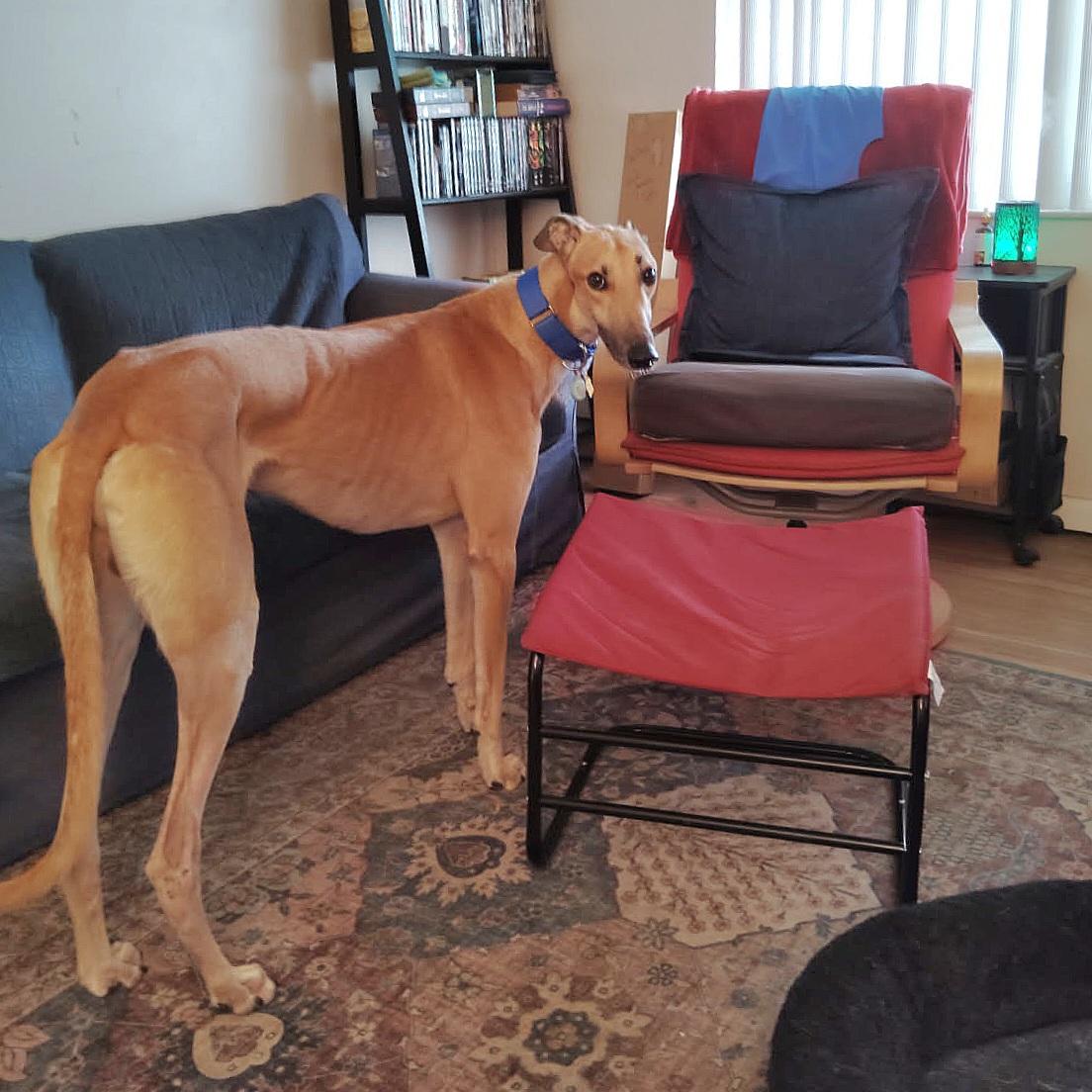 Jsp Lawless King (Maverick), a Adoptable Greyhound in Tarpon Springs, FL image 3/6