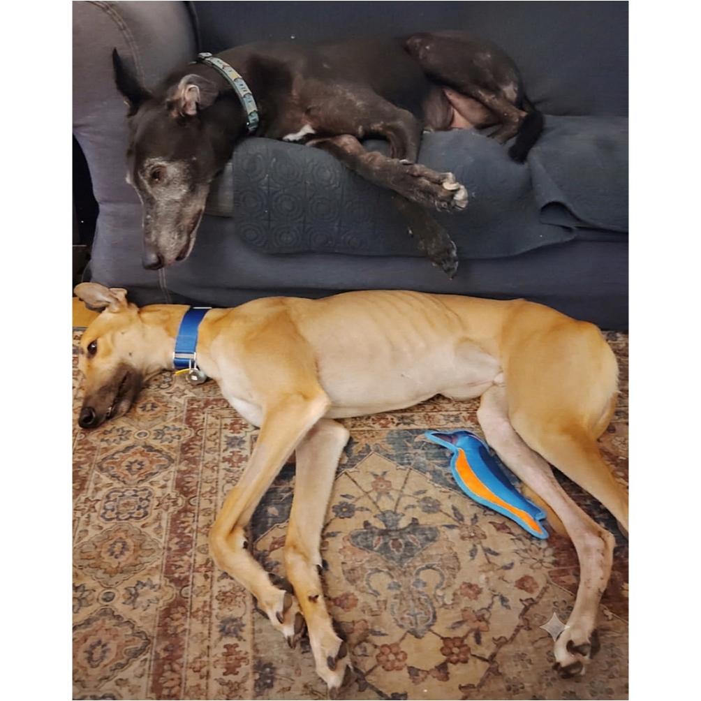 Jsp Lawless King (Maverick), a Adoptable Greyhound in Tarpon Springs, FL image 4/6