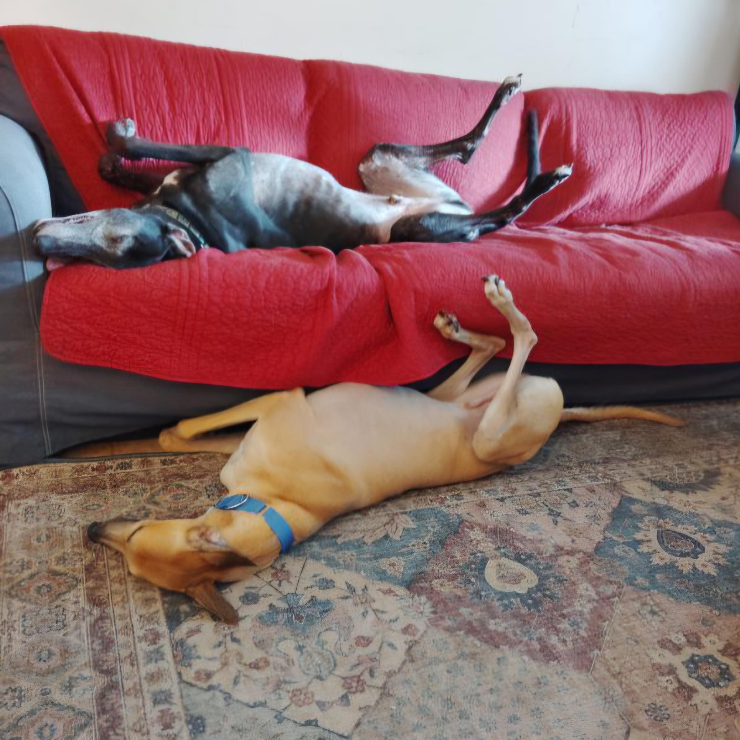 Enlarge Jsp Lawless King (Maverick), a Adoptable Greyhound in Tarpon Springs, FL image 6/6