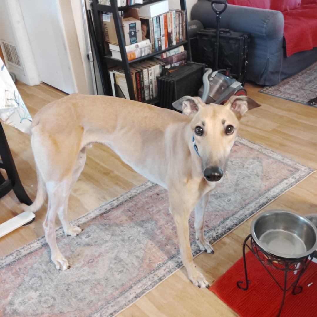 Jsp Lawless King (Maverick), a Adoptable Greyhound in Tarpon Springs, FL image 5/6